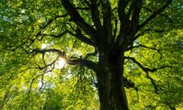 alter Baum ©Jan Huber via unsplash