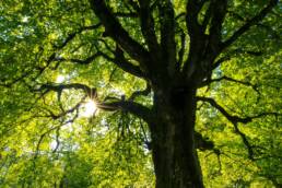 alter Baum ©Jan Huber via unsplash